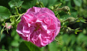 Dr. Merkeley rose photo