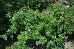 Dr. Merkeley rose photo
