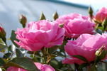 Génération jardin rose photo