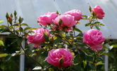 Génération jardin rose photo