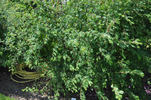 Pteragonis rose photo