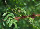 Pteragonis rose photo