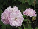 Pink Ice rose photo