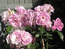Pink Ice rose photo