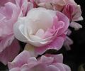 Pink Ice rose photo