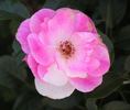 Pink Ice rose photo