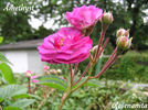 Améthyste rose photo