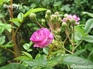 Améthyste rose photo
