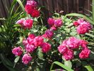 Sangria rose photo