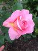 Audrey Hepburn rose photo