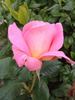 Audrey Hepburn rose photo