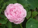 Duchesse de Bragance rose photo