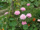 Duchesse de Bragance rose photo