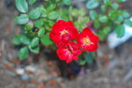 Wing-Ding ™ rose photo