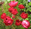 Red Triumph rose photo