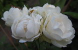 Snövit rose photo