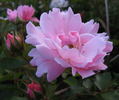 Sommerwind ® rose photo