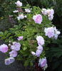 Trappendalrosen rose photo