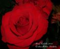 Calella 2000 rose photo
