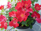 Archimedes rose photo