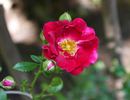 Crimson Showers rose photo