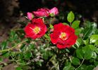 Crimson Showers rose photo