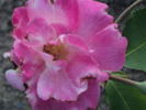 Fortuna rose photo