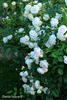Clotilde Soupert, Cl. rose photo