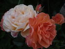 Belvedere® rose photo