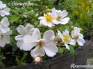 Sternenflor ® rose photo