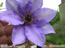 William Kenneth clematis photo