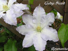 Gladys Picard clematis photo