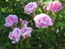Betty Will rose photo