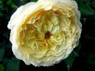 Casteu Gombert ® rose photo