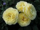 Casteu Gombert ® rose photo