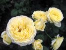 Casteu Gombert ® rose photo