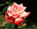 Cabaret ® rose photo