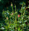 Étoile de Feu rose photo