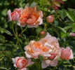 Étoile de Feu rose photo
