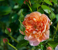 Étoile de Feu rose photo