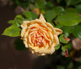 Cynthia Brooke rose photo