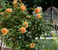 Cynthia Brooke rose photo