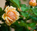 Cynthia Brooke rose photo