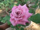 Annie Davidson rose photo