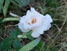 Classic Touch rose photo