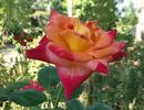Delta Gold ™ rose photo