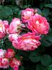 Château de Verteuil ® rose photo
