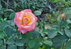 Dr. Omar Zawawi rose photo