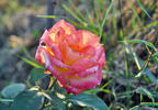 Dr. Omar Zawawi rose photo