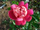 Gloria B. rose photo